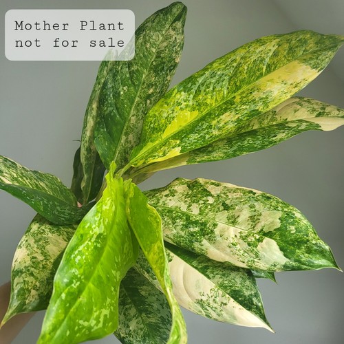 Dieffenbachia thai highly - sp., thai,
